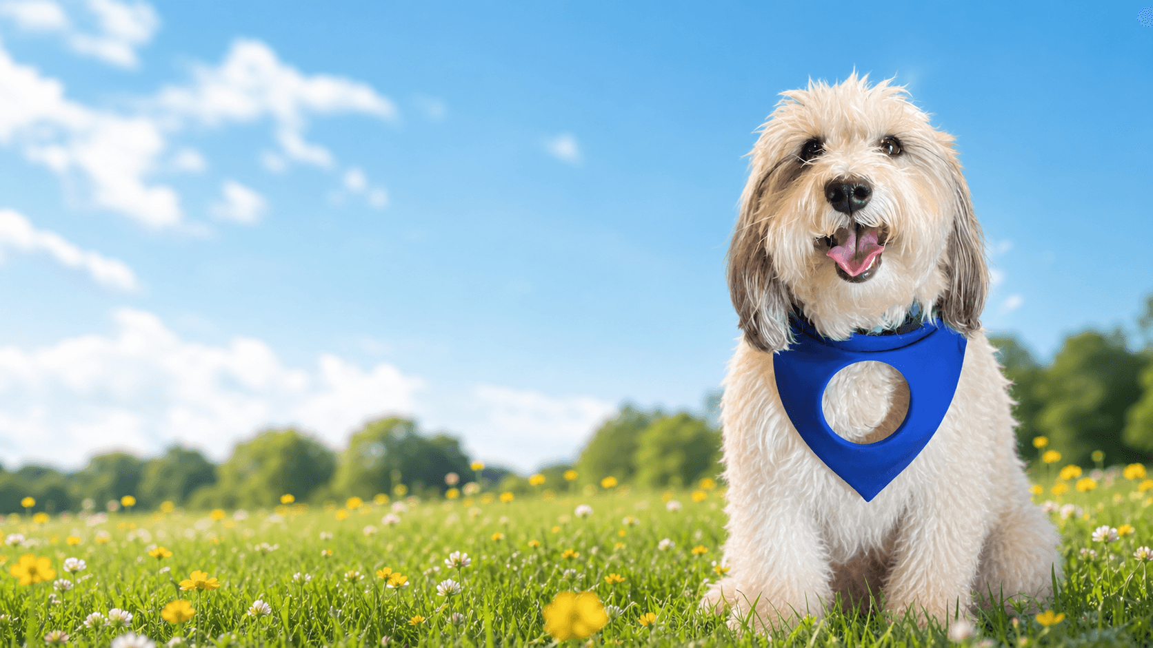 Cooper feliz en un campo de flores