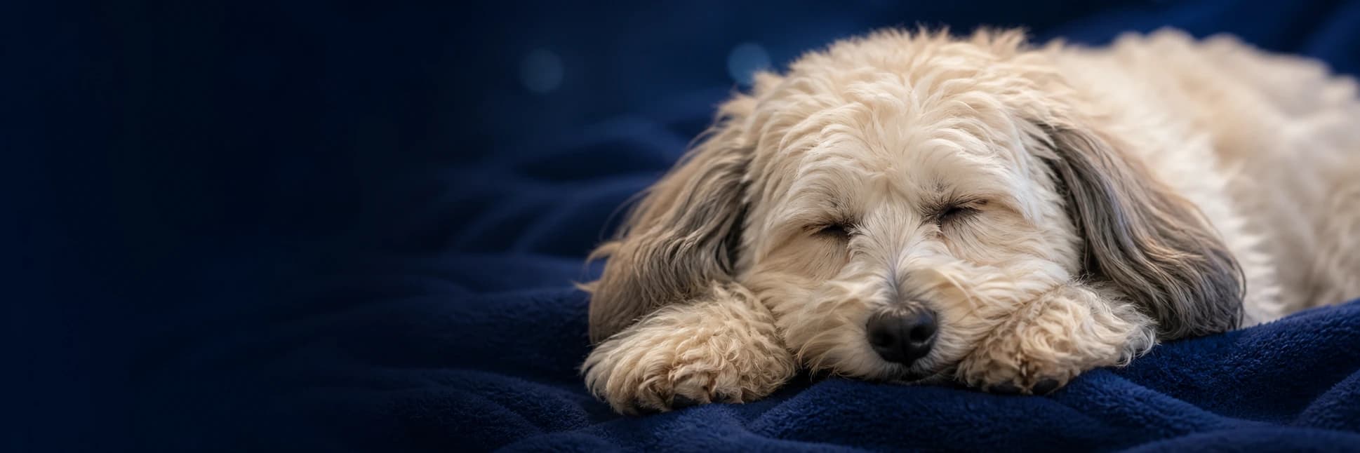Cooper durmiendo plácidamente sobre una manta azul